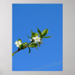 ----plumb trädblomma---- affisch
