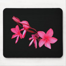 Plumeria 1 musmatta