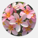 Plumeria blommar på klistermärke