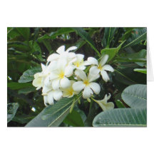 Plumeria Hälsnings Kort