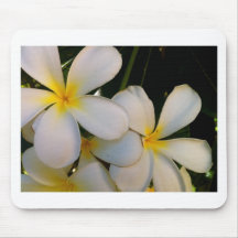 Plumeria Mus Matta