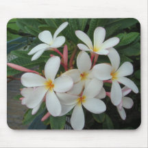 Plumeria Musmatta