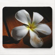 Plumeria Musmatta