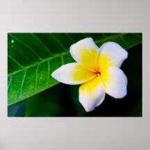 Plumeria Posters