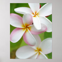 PlumeriaFrangipaniHawaii blomma skräddarsy tomt Posters
