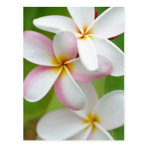 PlumeriaFrangipaniHawaii blomma skräddarsy tomt Vykort
