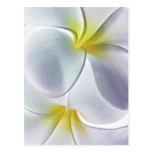 PlumeriaFrangipaniHawaii blomma skräddarsy tomt Vykort