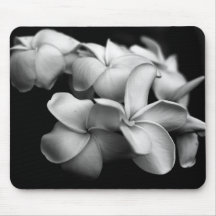 Plumerias Mus Mattor