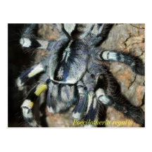 Poecilotheria regalis vykort