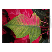 poinsetta hälsningskort