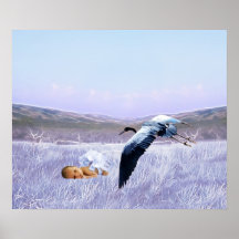 Pojke Posters