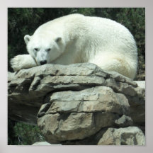 Polar björn affischer