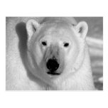 Polar björn för svart & för Whit Vykort
