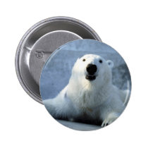 Polar björn knappar