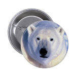 Polar björn knapp