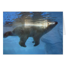 Polar björn kort