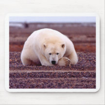 Polar björn mus matta
