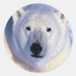 Polar björn runda klistermärken