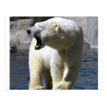 Polar björn vykort