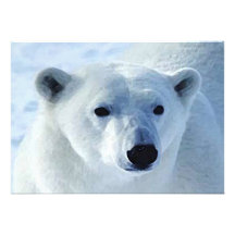 Polar björninbjudan