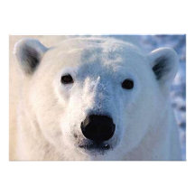 Polar björninbjudan