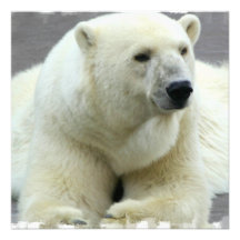 Polar björninbjudan