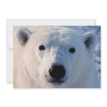 Polar björninbjudan