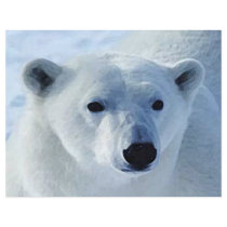 Polar björnreklamblad