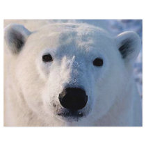 Polar björnreklamblad