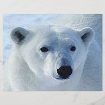 Polar björnreklamblad custom flyer
