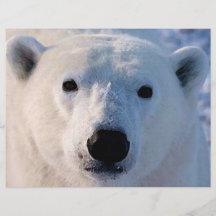 Polar björnreklamblad flygblad designs