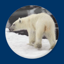 Polar björnunge magneter