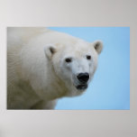 Polarbjörnar profilerar print
