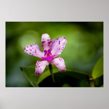 Polka-Pricka orchiden Affisch