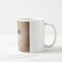 Pomeranian nära övre kaffe muggar