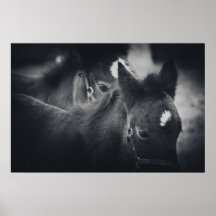 Ponnyer Kildare - kanfas Print
