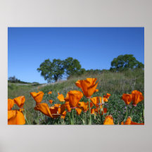 "Poppyscape ", Posters