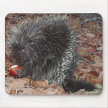 porcupine mus mattor