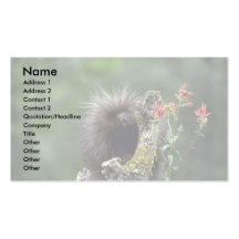 Porcupine-sommar-unge Visit Kort