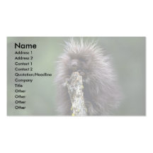 Porcupine-sommar-unge Visitkort Mallar