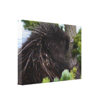 porcupine sträckt kanvastryck