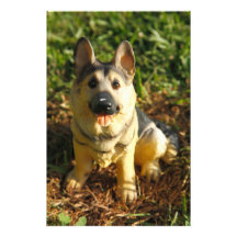 Porslinhund Fotokonst