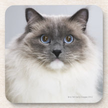Porträtt av den Ragdoll katten Glas Underlägg