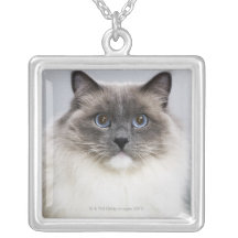 Porträtt av den Ragdoll katten Skräddarsydda Halsband