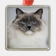 Porträtt av den Ragdoll katten Julgransdekoration