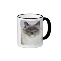 Porträtt av den Ragdoll katten Kaffe Muggar