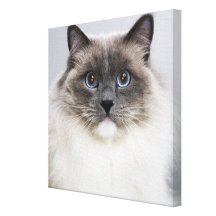 Porträtt av den Ragdoll katten Kanvastryck