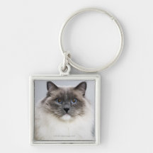 Porträtt av den Ragdoll katten Nyckel Ring