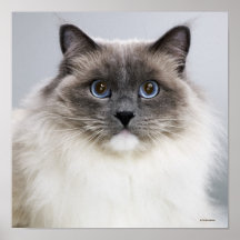 Porträtt av den Ragdoll katten Print