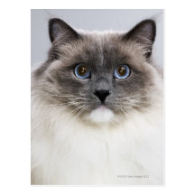 Porträtt av den Ragdoll katten Vykort